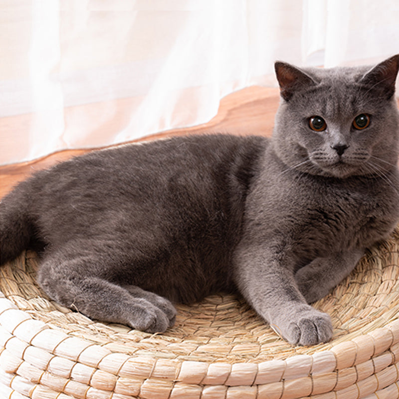 Teng Wok Fühlte Haus Katze Bett