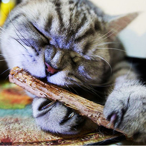 5 PCS Matatabi-Katzen-Spielzeuge