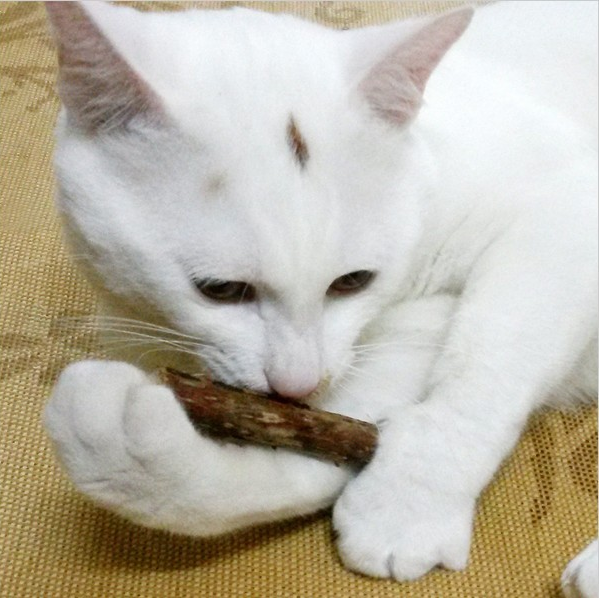 5 PCS Matatabi-Katzen-Spielzeuge