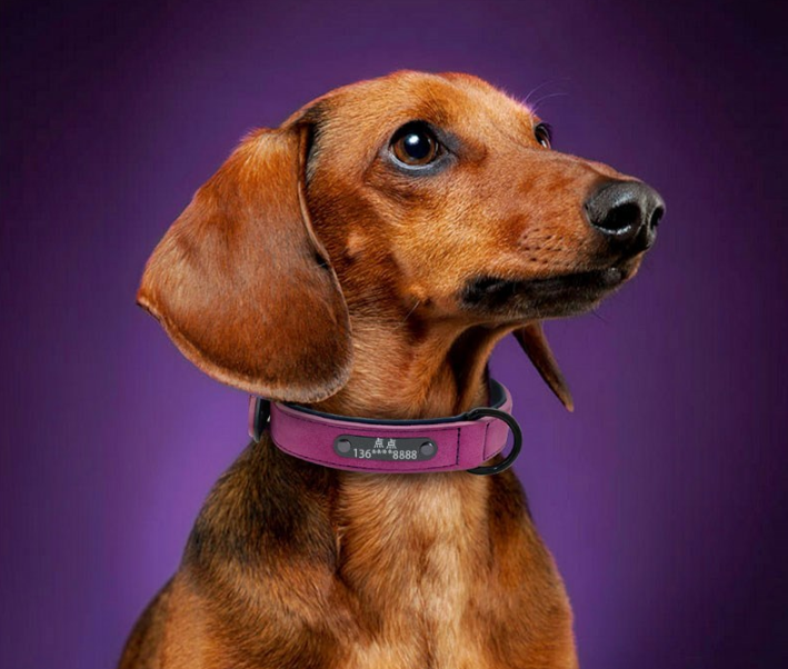 Individualisierung von Hundemarken mit Identitätskarten