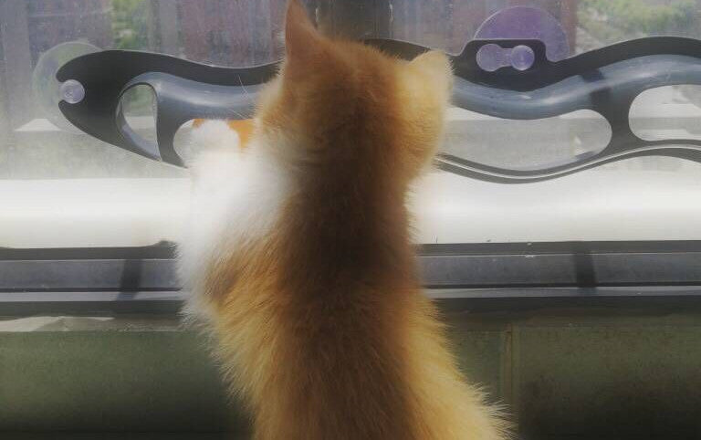 Katzen Spielzeug Fenster Track Ball